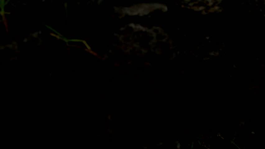 Statues of Easter Island in Chile.