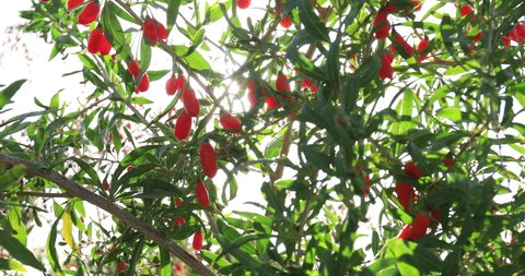 Goji berry fruits and plants in sunshine garden