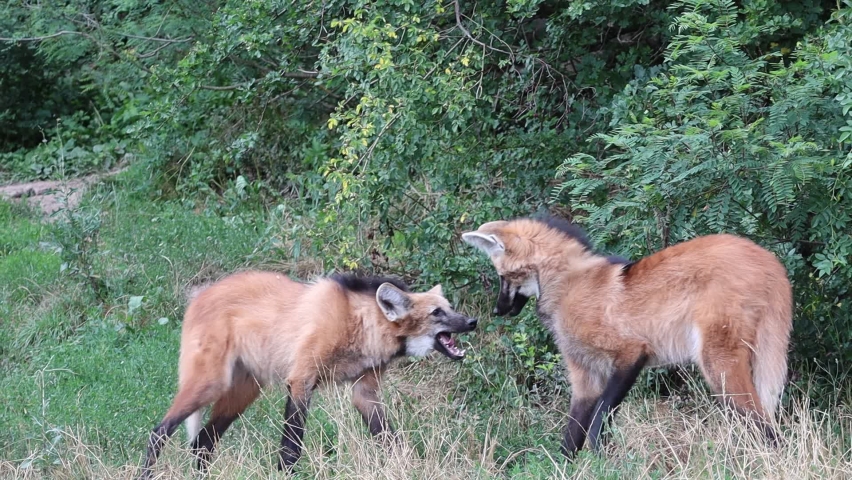 The Maned Wolf (Chrysocyon Brachyurus) in Zoo. Cute Canid Animals Yawn and Watch its Surroundings in Zoological Garden.