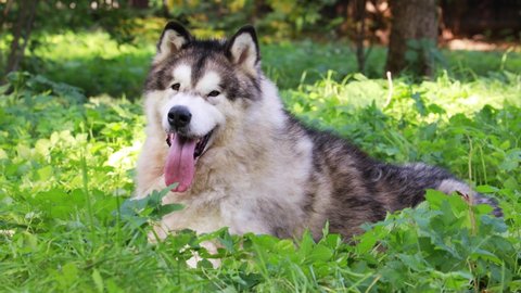 Purebred Alaskan Malamute dog with its tongue hanging out lies in the green grass on a sunny summer day
