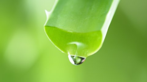 Super slow motion of dropping aloe vera liquid from leaf. Filmed on high speed cinema camera, 1000 fps. Shallow depth of focus