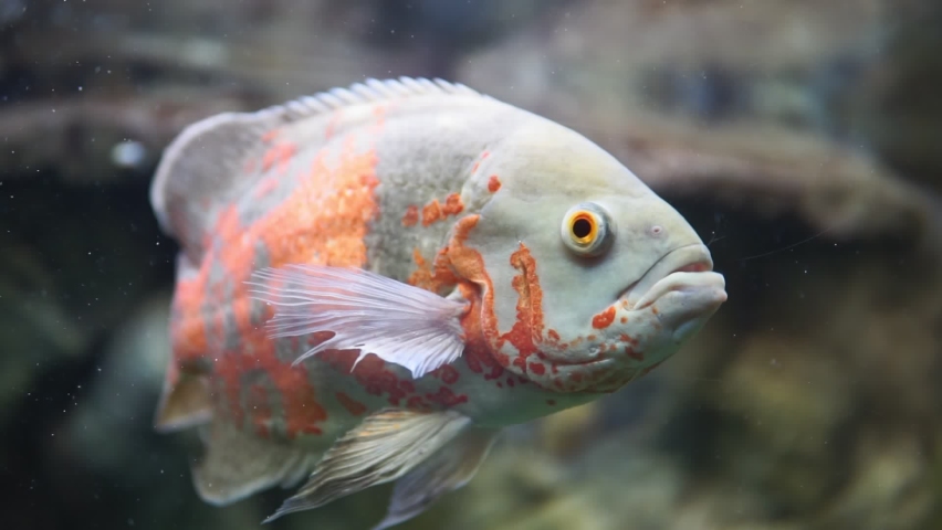 Aquarium fish. Cichlid astronotus, or Oscar. Freshwater fish. The bright Oscar fish is a South American freshwater fish from the cichlid family. | Shutterstock HD Video #1059799682