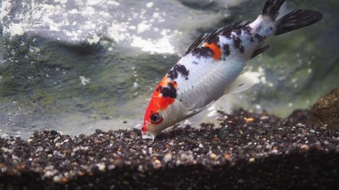 Koi Fish. Carp Japanese fish fish in orange, white, black, yellow, colors.