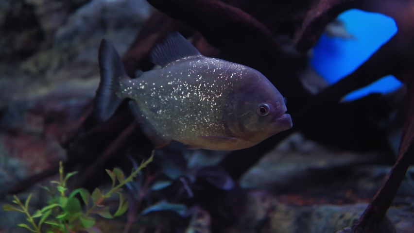piranha fish close up in the aquarium. selective focus, angry fish