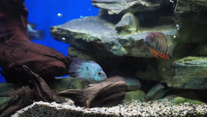 Herichthys cyanoguttatus. Cichlasoma diamond swims in a transparent tank. Close-up fish.