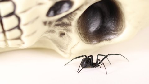 Black widow crawls off screen on white surface in front of skull