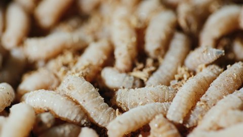 Juicy delicious maggots - the best bait for catching fish