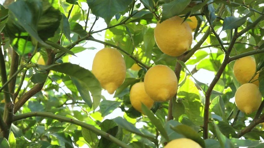 Take a detail of lemon tree with ripe yellow lemons at sunset with sun Royalty-Free Stock Footage #1059810377