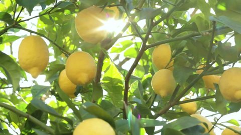 Take a detail of lemon tree with ripe yellow lemons at sunset with sun