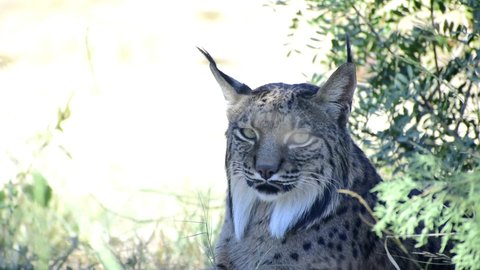 Iberian lynx in the wild against nature background. One iberian lynx watchful in alertness.  