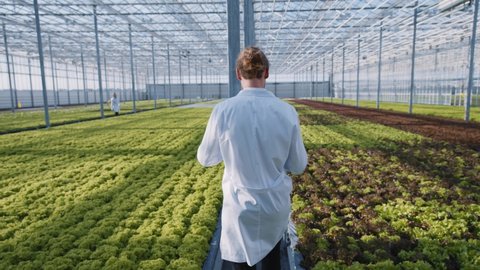 Greenhouse worker in white laboratory coat monitoring irrigation of vegetable plants in hydroponic beds. Modern greenery farm. Eco business. Organic food concept.