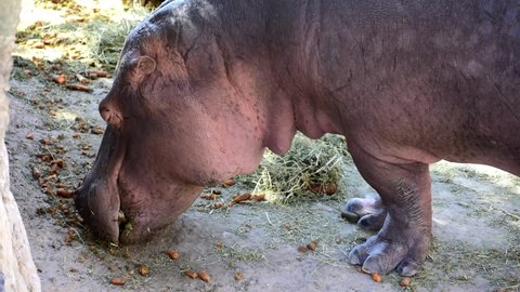 One hippopotamus or hippo feeding, grazing at a zoo. Hippos at zoo eating.