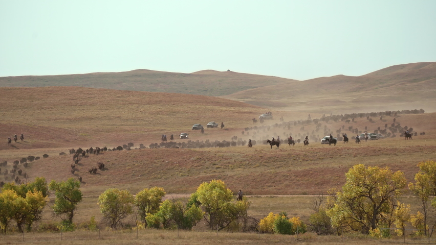 Custer state park 2020 annual buffalo heard round up.