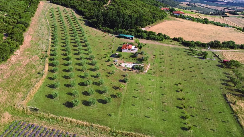 Country house with olive plantation in the yard. Aerial view 