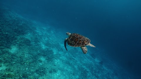 Marine Life Tropical Turtle Wild Nature Stock Footage Video (100% ...