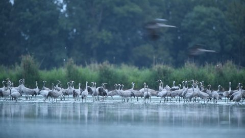 Flock of wild common cranes standing in shallow water in early morning light.