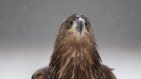 Close up of the head of a White tailed eagle ( Haliaeetus albicilla ) gentle snow falling.