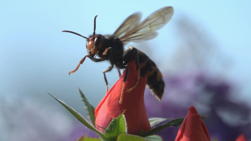 Bee Wasp, hornet, details closeup view, flowers rosebud Royalty-Free Stock Footage #1059827288