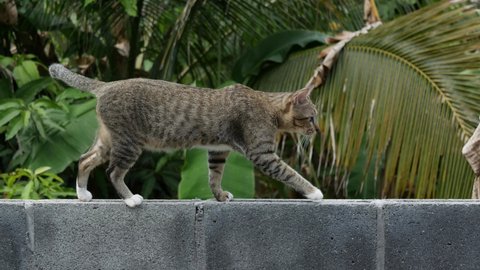 A tabby cat walking on the wall