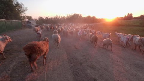 Sheep, goats and rams leave for the pasture. Sunrise light. Backlight in dust and fog