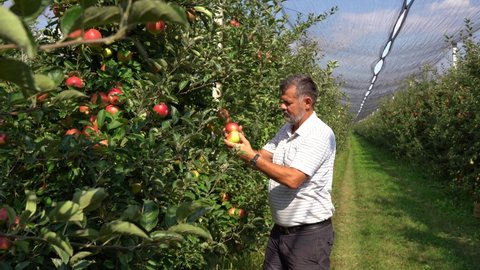 Mature Apple Farmer or Agronomist Checking The Quality of Apples in an Orchard. Portrait of a Farmer With Ripe Red Apples in Hands. Apple Picking in Orchard.