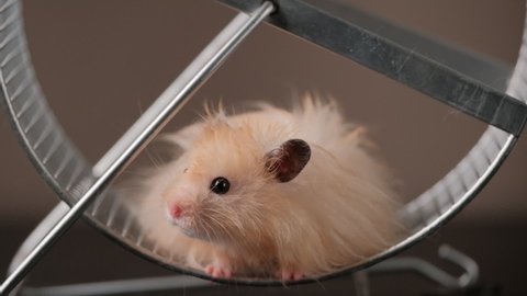 Slow motion. The hamster is tired of running and is resting while sitting in the wheel