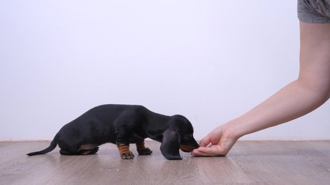 Human hands with treats and cute little puppy dachshund. The process of basic dog training with aiming method, pet learns to sit, stay and lie commands following piece of food