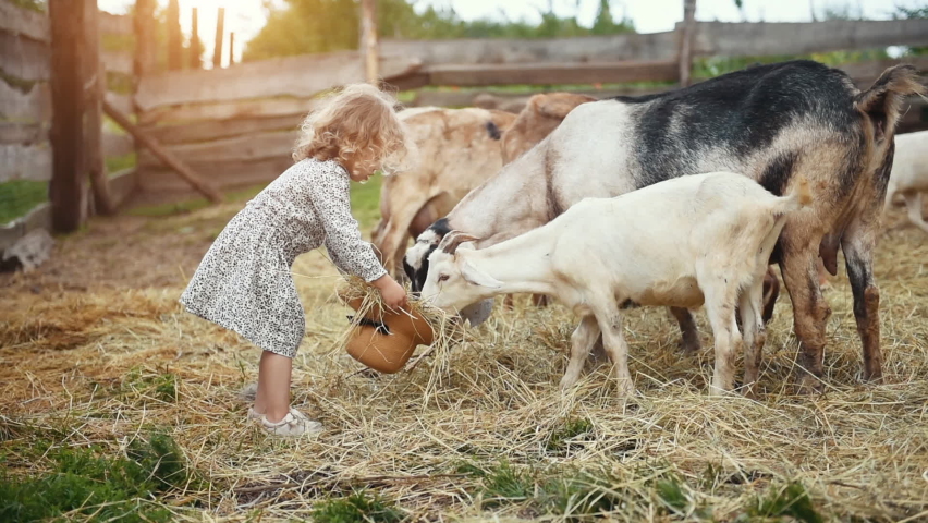 Cute little girl in dress feeds goats by holding food inside of hat. Royalty-Free Stock Footage #1059844409