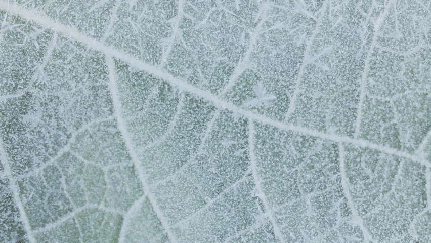 Freezing leaf, ice and snow crystals forming on a green leaf, close up of snow crystals forming on natural leaf, frost, macro, 4k, morning dew