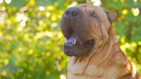 Close-up portrait of a Sharpei dog on a blurred green nature background. attractive pet sitting on the grass on the lawn with open mouth and tongue.