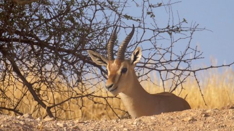 Mountain gazelle buck in the wild
Close up View Jordan valley, Israel
