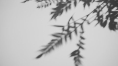 Shadow overlay effect. Blur shadows of plants and tree leaves on a white clean wall.