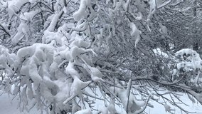 Great snow accumulation on branches over snowed trees in winter season natural white different perspective angles Capture HD video excellent interesting different Snowy background images Buy.