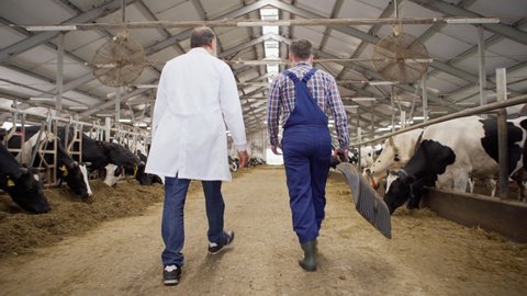 Back view follow shot of farmer with spade and veterinarian with laptop walking down aisle and talking in cowshed with dairy cows eating hay in stalls