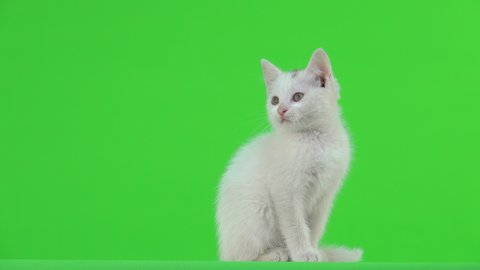 Kitten In Box Green Screen Video De Stock 100 Libre De Droit Shutterstock