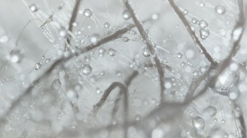 Beautiful dew drops on a dandelion seed evaporates in the sun, water drops, macro