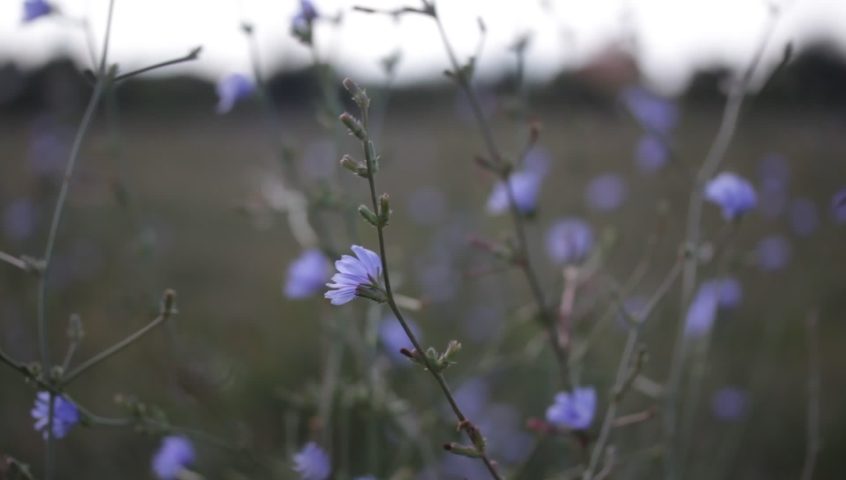 Wildflower grasslands. Blue and Purple flowers Royalty-Free Stock Footage #1059860450