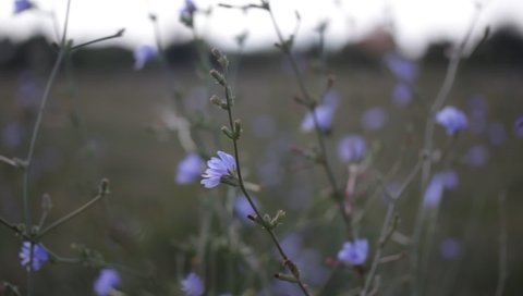 Wildflower grasslands. Blue and Purple flowers