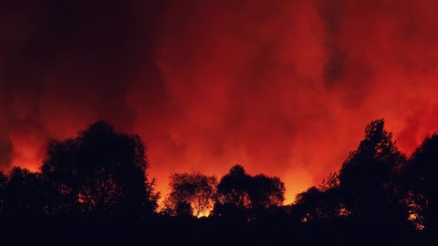 Forest fire at night, wildfire after dry summer season, burning nature in Russia, Voronezh Region