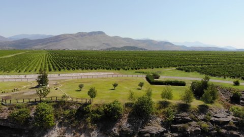 Aerial view of the vineyards in Montenegro.  Drone shots beautiful green grape field with mountain landscape background.