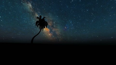 Silhouette palm trees on stars Tropical nature 4k