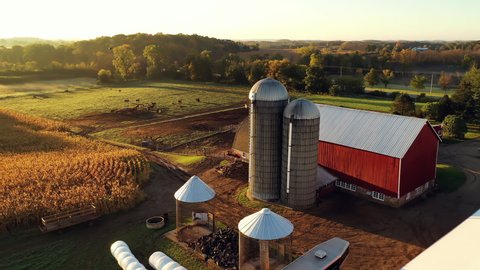 Establishing shot of Midwestern Countryside on a sunny morning, fall season. American rural landscape with Farm house, Red Barns, Herd Cows Grazing