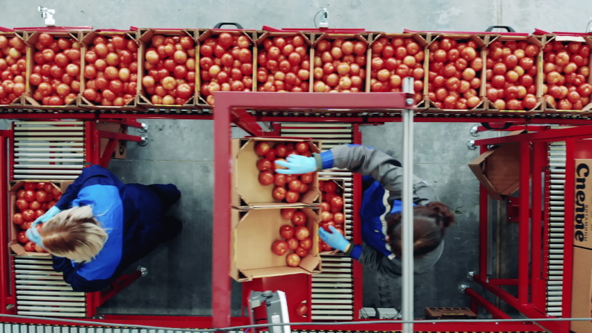 Factory conveyor and industrial production facility, packing equipment. Top view of women packing and weighing tomatoes