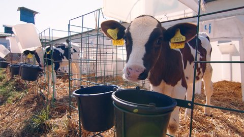 Livestock farm. Little calf on the farm. Nursery with small calves on a dairy farm. A little calf looks at the camera