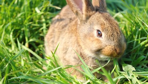 a fluffy brown rabbit with a large mustache and ears sits on the green grass and eats it and turns its head in different directions, close-up. Wild hare on a green meadow in the spring season.