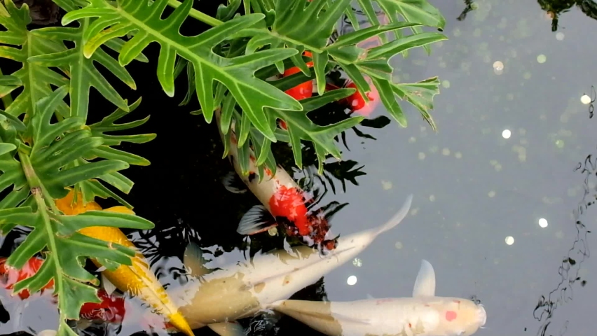 fish pound garden tree Stock Footage Video (100% Royalty-free ...