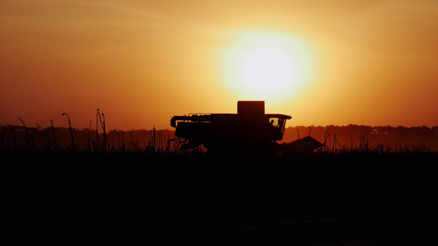 Harvester silhouette moves in field and mows ripe harvest on sunset. Agricultural harvesting works and agrarian business