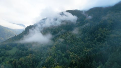 Flying through mist and clouds in mountain forest of fir and spruce trees. Drone aerial view of fog over conifer covered valley and hills in French Alps. 4K video footage