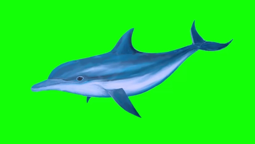 Dolphin fish swimming green screen background footage | Shutterstock HD Video #1059879608