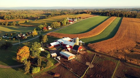 Establishing shot of Midwestern Countryside in the Fall season, view from above. Farm at Harvesting time, ripe corn field, herd cows grazing. Autumn Rural landscape. Sunny morning, golden hour